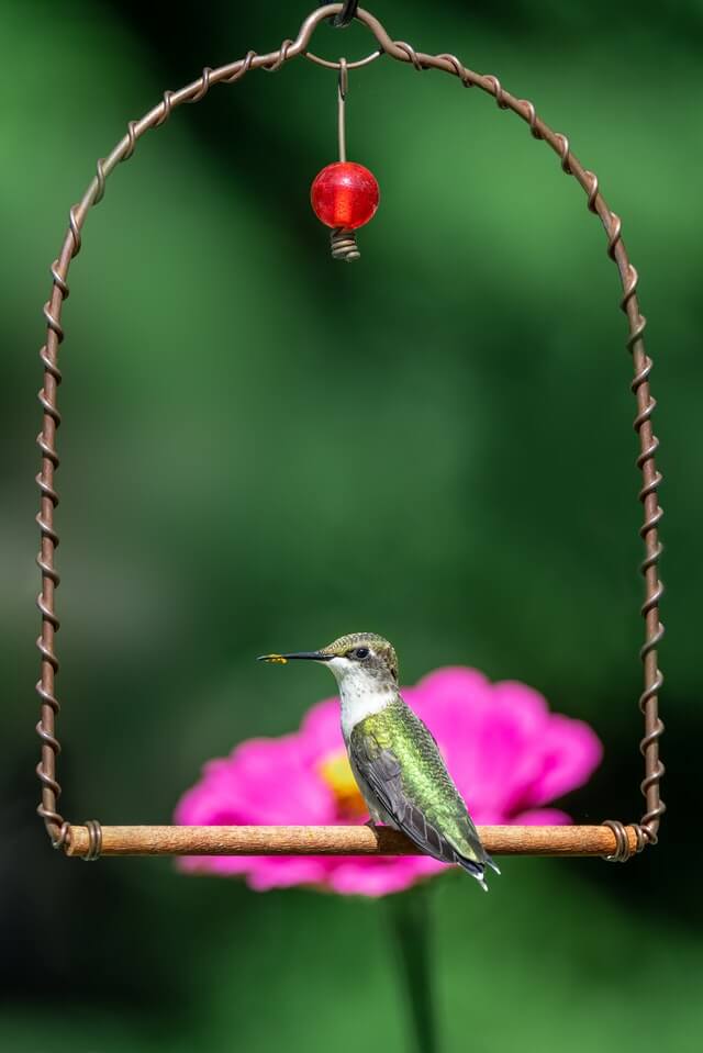 hanging bird protector