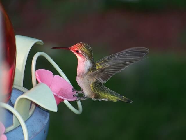 Hummingbird find food
