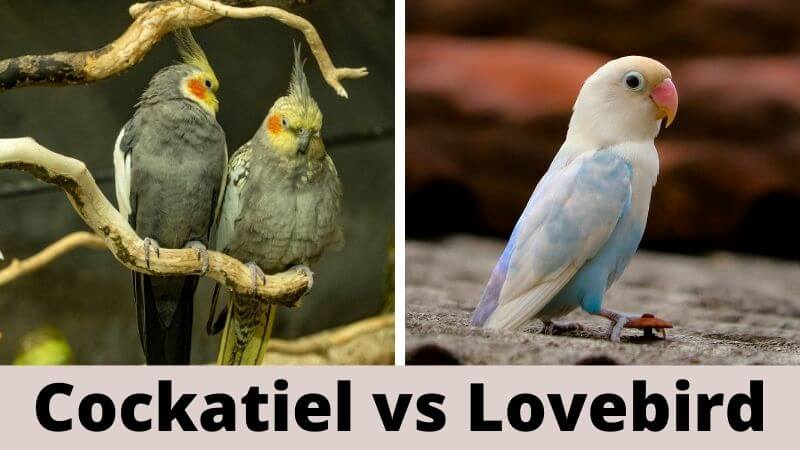 Cockatiel vs Lovebird