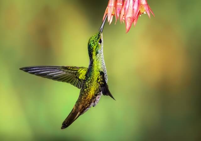 Do Hummingbirds Feed in the Rain