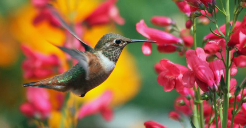 Do Hummingbirds Like Bleeding Heart Flowers