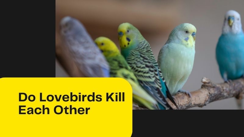 do lovebirds kill each other