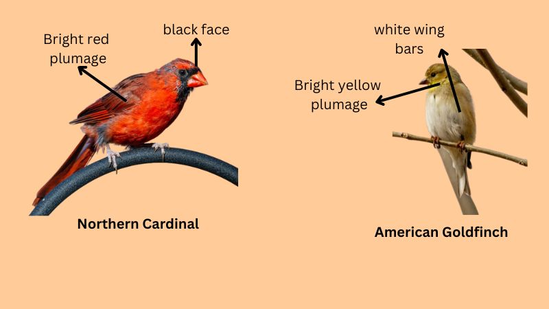 most popular common backyard birds identification chart