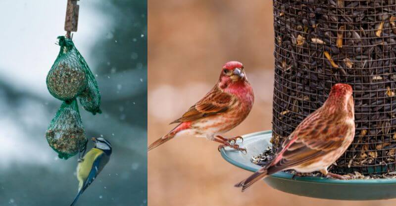 Pros and cons of using a bird feeder