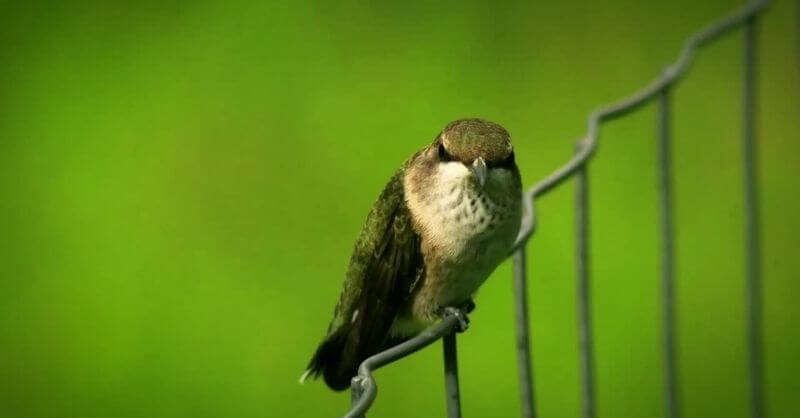 hummingbird-sleep-patterns