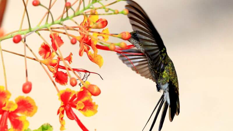 Hummingbirds in Australia