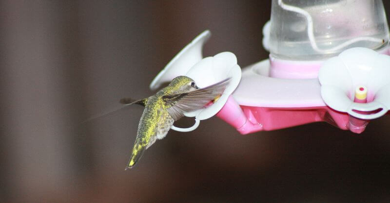 Hummingbirds: The Masters of Hovering
