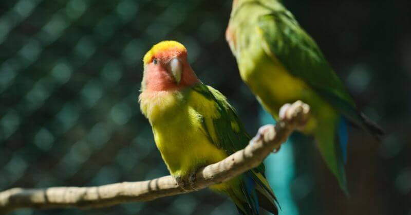 Physical Characteristics of Lovebirds