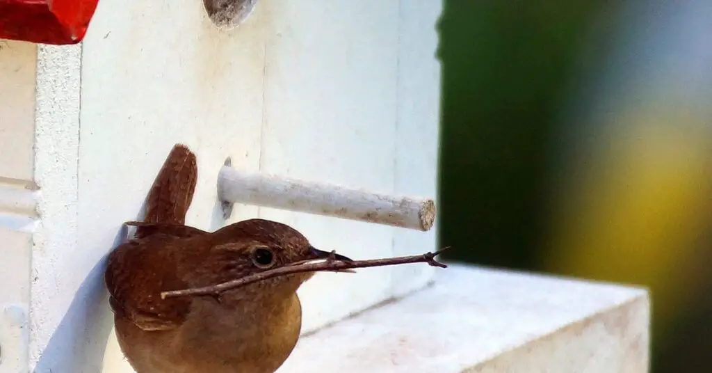 Nest reuse behaviors in the avian world