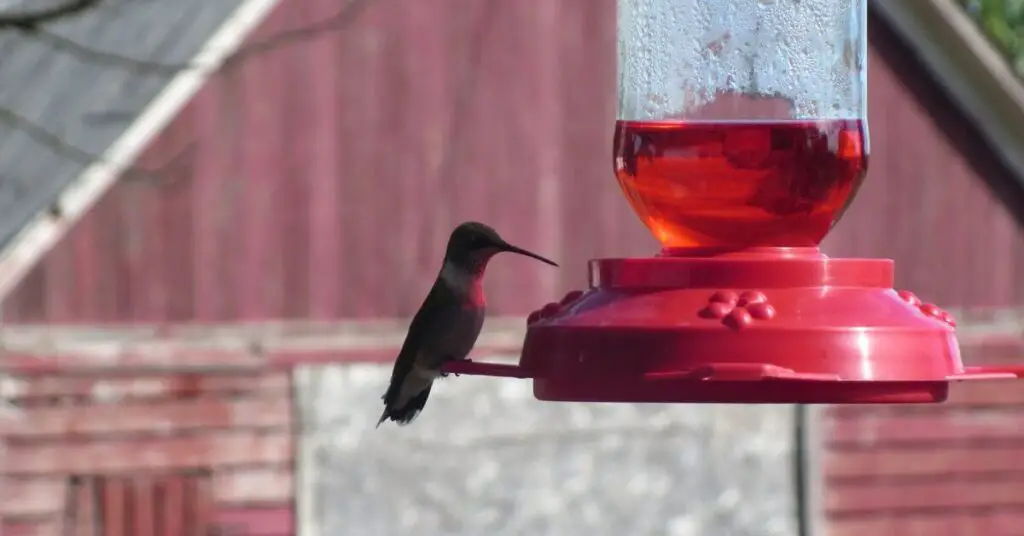 How Long Does It Take for Hummingbirds To Find Feeder