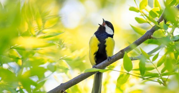 Spiritual Meanings of Birds Chirping