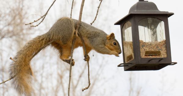 Squirrels Out of Bird Feeders