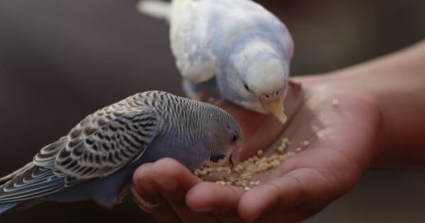 The potential risks of feeding hamster food to birds
