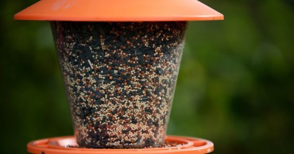 Tips for Changing Bird Food