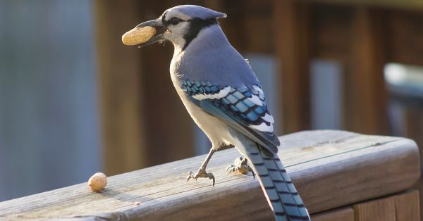 What Happens When a Bird Loses Its Tail Feathers?