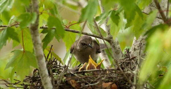 Why Do Birds Mothers Sleep Away From Their Nests?